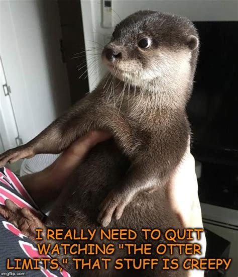 Otter Memes And S Imgflip