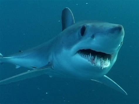 Longfin Mako Shark Information And Picture Sea Animals