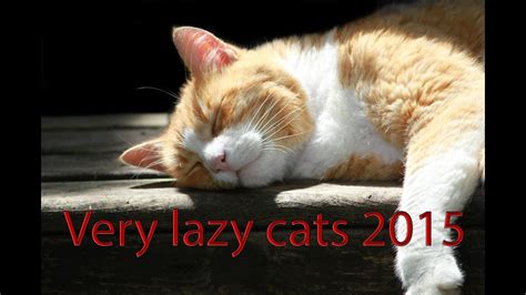Very Lazy Cats 2015 Youtube