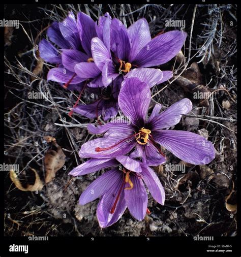 The Vibrant Mauve Flowers Of The Saffron Crocus Crocus Sativus With