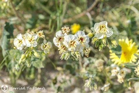 I got to the refuge and stopped at the visitors center to find out what was around. Rochelle Wallace: Anza Borrego Flower Bloom 2021 ...