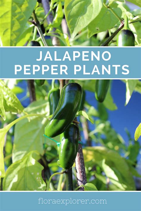 Jalapeno Pepper Plant 101 Growing And Maintenance