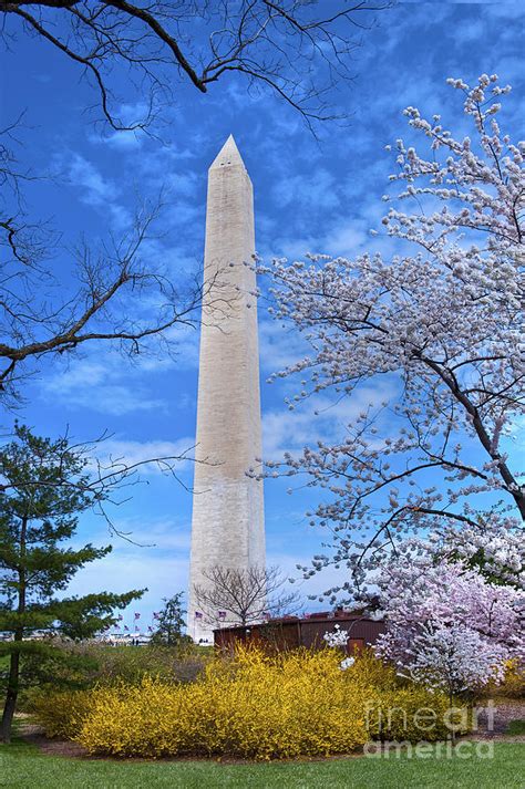 Washington Monument Washington Dc Nations Capital Framed By Cherry