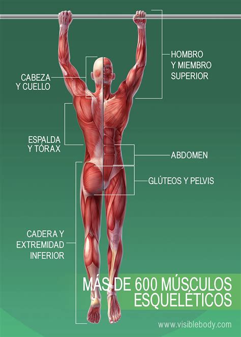 Cuales Son Las Partes De Los Musculos Del Cuerpo Humano Sistema