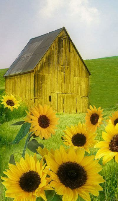 Meadow Barn And A Bunch Of Yellow Sunflowers Sunflower Garden