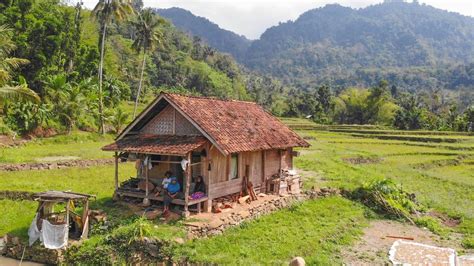Seperti Inilah Suasana Pedesaan Impian Rumah Di Sawah Berasa Jaman Dulu Cianjur Jawa Barat