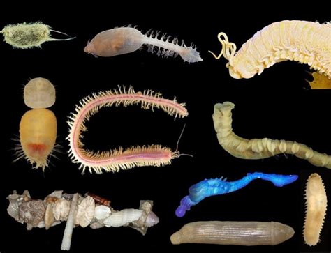 The Weird Worms Of Australias Abyss Australian Geographic