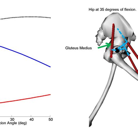 Hip Flexion Moment Arms Of The Gluteus Medius Adductor Longus And