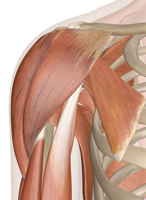 Female Shoulder Muscles Diagram Female Neck Shoulder Muscles Anatomy