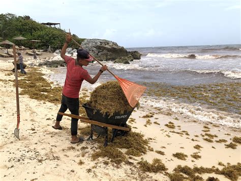 Cancun Seaweed 2019: Airport, Hotels, Beaches See Fewer Travelers