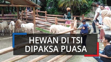 Gratis untuk komersial tidak perlu kredit bebas hak cipta. Hewan di Taman Safari Bogor Dipaksa Puasa, Tak Ada Pemasukan dari Pengunjung - Tribun Video