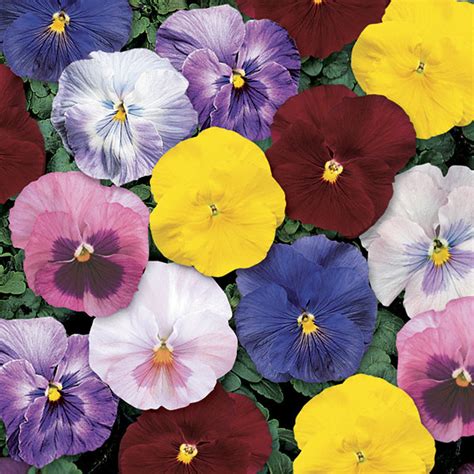 Pansy Delta Monet Mix Johnson Nursery Corporation