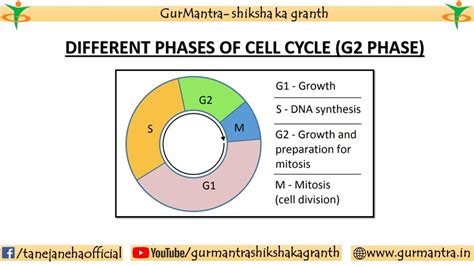 G2 Stage Of Cell Cycle Interphase Stages Of Cell Cycle Youtube
