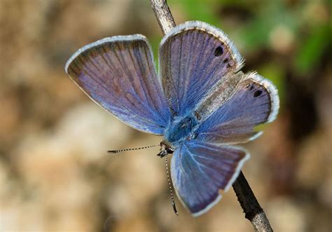 Reakirts Blue Echinargus Isola Madera Canyon Arizona Butterfly