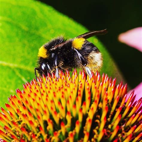 Rising Temperatures Linked To Bumblebee Decline Suggest Mass Extinction