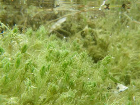 Green Algae Precursors Of Land Plants Boundless Biology