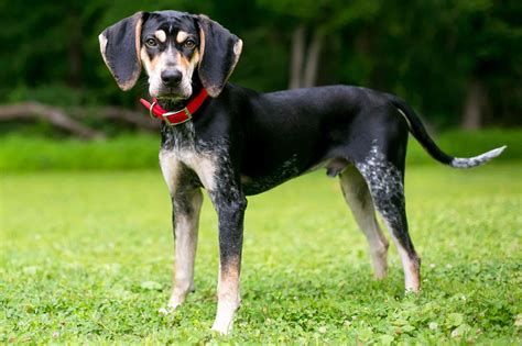 Bluetick Coonhound Dog Breed Characteristics And Care