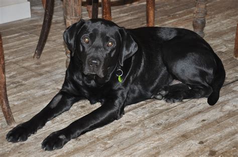 Tag On Line Adorable Black Labrador Seeks Loving Home