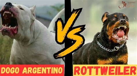 Dogo Argentino Vs Rottweiler Which Breed Wins The Battle Of The Big