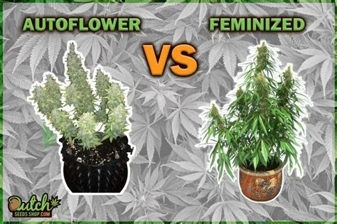 Autoflower Vs Feminized Cannabis Seeds Differences Dss