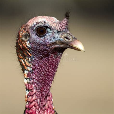 Wild Turkey Meleagris Gallopavo Stock Photo Image Of Southwestern