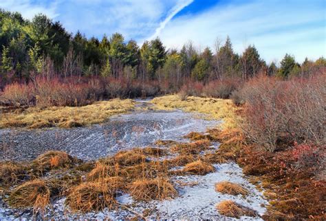 Free Images Landscape Tree Nature Forest Marsh Wilderness