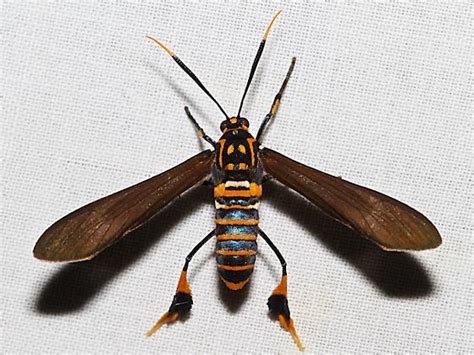 8287 Texas Wasp Moth Horama Panthalon Bugguidenet