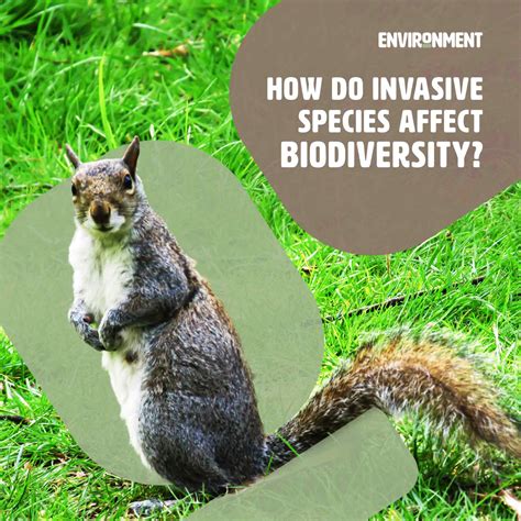 How Do Invasive Species Affect Biodiversity Environment Co