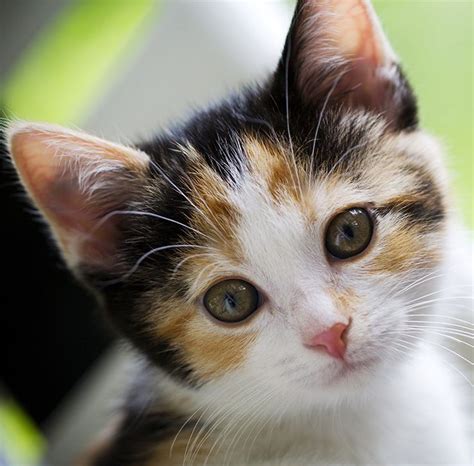 Calico Cat Kittens All You Need To Know
