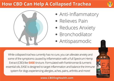 Can Cbd Help A Collapsed Trachea In Dogs Cbd Dog Health