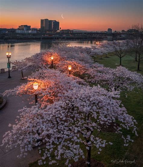 Portland Cherry Blossoms And Sliver Moon Yesterday Morning Pre