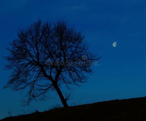 Lonely Tree At Night Stock Image Image Of Outline Tree 31936167