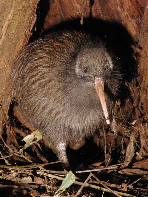 Kiwi birds are a new zealand icon and one of the most curious birds in the world. Animal files: Kiwi birds— unique birds