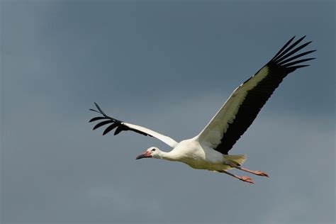 Juvenile White Stork In Flight Sussex Uk Photograph By Nick Upton