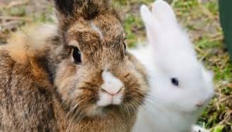 Unterschied Zwischen Hase Und Kaninchen Einfach Für Sie Erklärt
