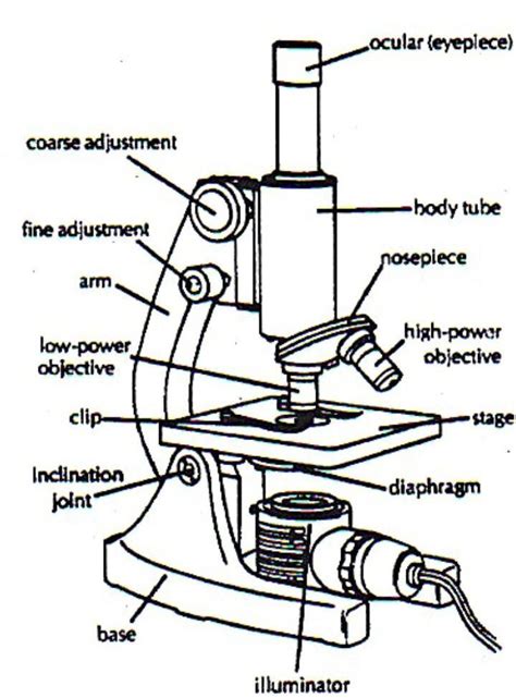 34 Microscope Drawing With Label Labels 2021