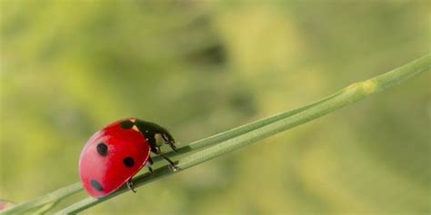 Do Ladybugs Bite And Are Ladybugs Poisonous Ransford