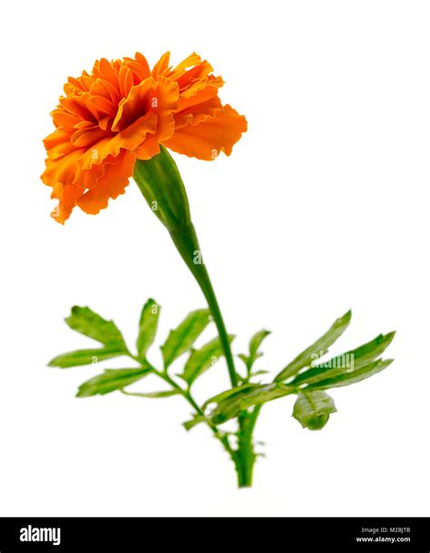 Fresh Marigold Flower Isolated On The White Background Stock Photo Alamy