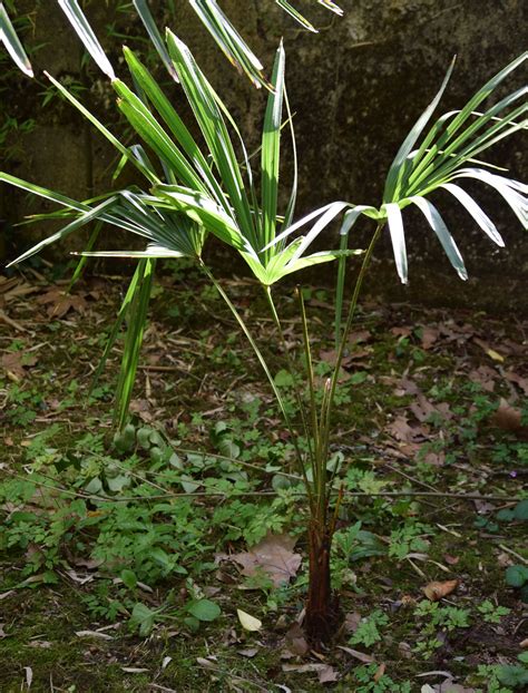 (manipur) of palm found in the himalayan ranges of burma boundary at the beginning in manipur comes up with the height of 50ft tall and naked. Trachycarpus sp. (Nova) - Freilandpalmen.ch ...