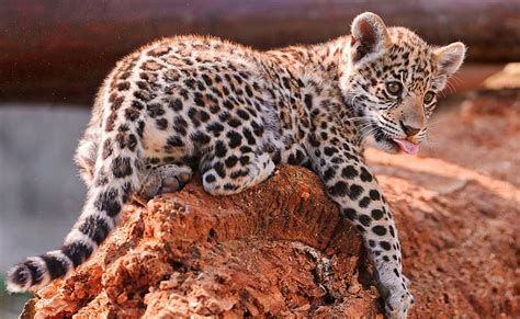 Hd Wallpaper Jaguar Cubs Bratislava Zoo Brown And Black Leopard