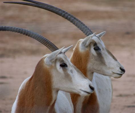 Scimitar Horned Oryx Altina Wildlife Park