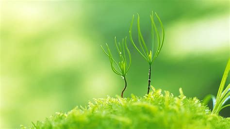 1920x1080px Free Download Hd Wallpaper Green Leafed Plant Sprout
