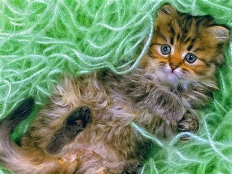 Kitten In Green Yarn Fluffy Lying Kitty Adorable Cat Sweet Cute