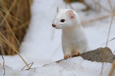 Cute Arctic Weasel Or Ferret Peepsburghcom