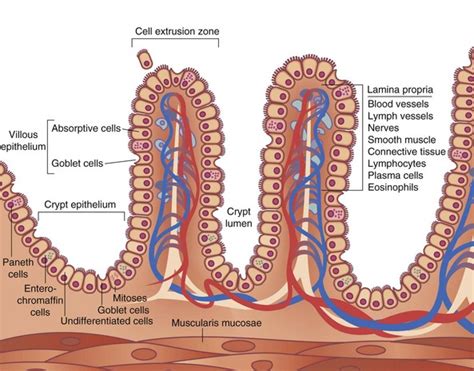 Which Cells In The Small Intestine S Mucosa Secrete Mucus Ahmadkruwhickman