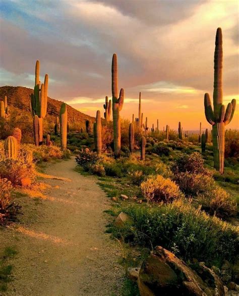 Beautiful Arizona Desert Desert Photography Desert