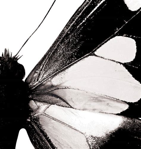 Black And White Butterfly Print By Over And Over