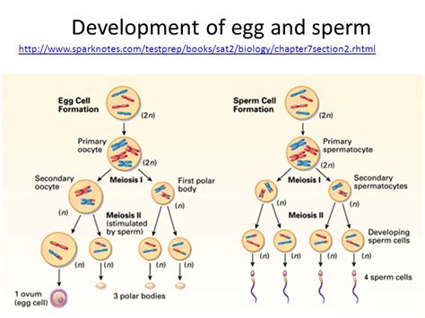 [solved] in the diagram label the cells which represent the sperm or eggs course hero