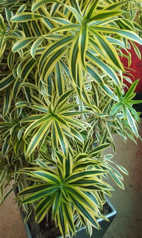 Cool What Are Tropical Indoor Plants 2023 Alivemyid