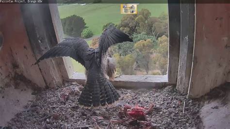 Sound Video From Cilla Kinross Falcon Peregrines Orange Nsw 23 Nov 2016